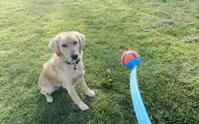 Retriever Playing Fetch With Owner Ignores Ball - Animals - Videotime.com