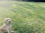 Retriever Playing Fetch With Owner Ignores Ball