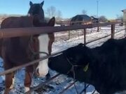 Cow Licking Horse's Face Through Fence