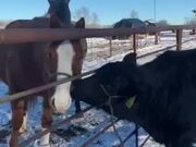 Cow Licking Horse's Face Through Fence