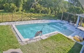 Dog Runs Away When Person Falls Into Pool
