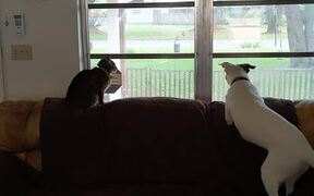 Cat and Dog Observe Bluebird Through Glass Window - Animals - Videotime.com