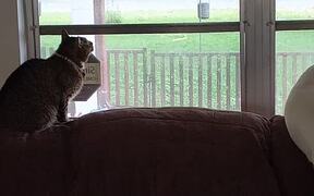 Cat and Dog Observe Bluebird Through Glass Window
