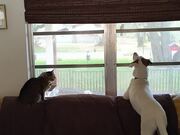 Cat and Dog Observe Bluebird Through Glass Window