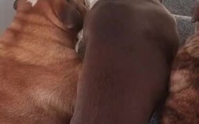 Dog Surfs Down Flight of Stairs - Animals - Videotime.com