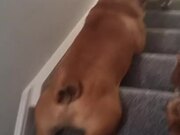 Dog Surfs Down Flight of Stairs