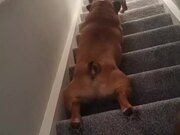 Dog Surfs Down Flight of Stairs