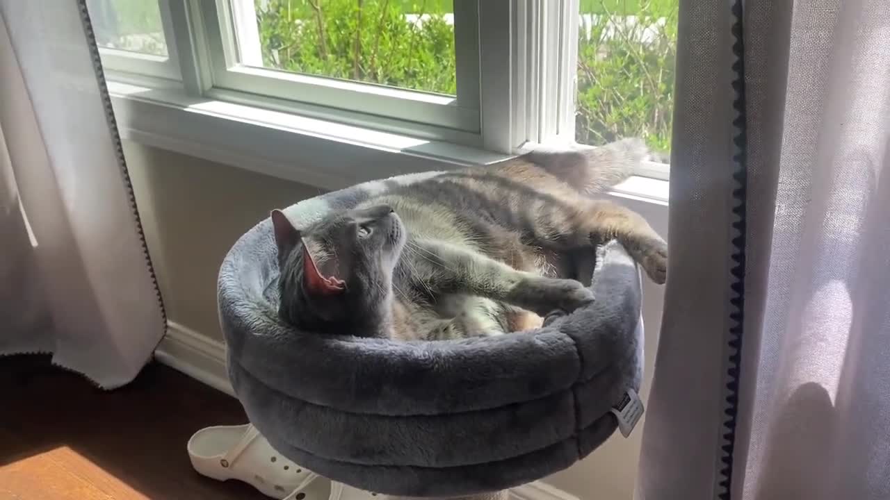 Cat Hilariously Kicks Herself in Face