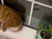 Cat Rolls Over When Confronted by Owner