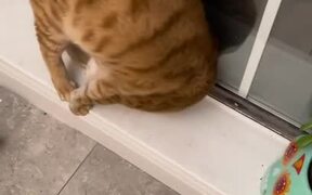 Cat Rolls Over When Confronted by Owner