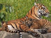 Tigress and Her Cubs Spending Time Together