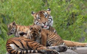 Tigress and Her Cubs Spending Time Together - Animals - Videotime.com