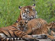 Tigress and Her Cubs Spending Time Together