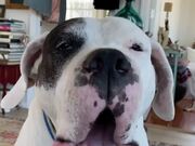 Rescued Dog Says I Love You to His Human Mommy