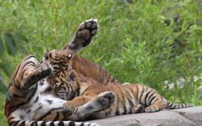 Tigress and Her Cubs Spending Time Together - Animals - Videotime.com
