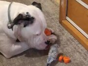 Sweet Dog Shares Chunks of Carrot With Parakeet
