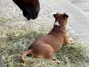 Horse Tries to Playfully Bite His Dog Buddy's Back