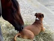 Horse Tries to Playfully Bite His Dog Buddy's Back