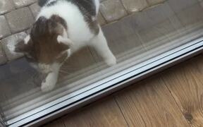Stray Cat Attempts to Attack Cat Through Window