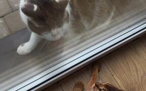 Stray Cat Attempts to Attack Cat Through Window