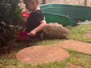Turtle Playfully Hits a Boy to Mark His Territory