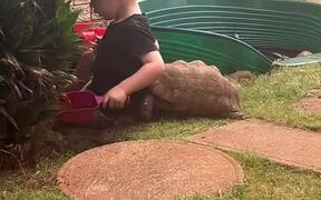 Turtle Playfully Hits a Boy to Mark His Territory