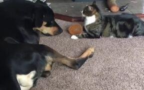 Cat Gets Annoyed as Dog Tells Them to Pass Ball