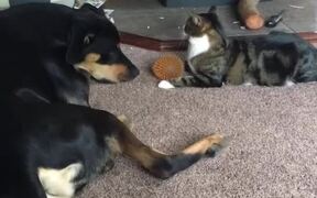 Cat Gets Annoyed as Dog Tells Them to Pass Ball