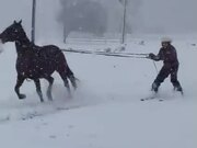 Man Skies On Snow While Being Pulled By a Horse