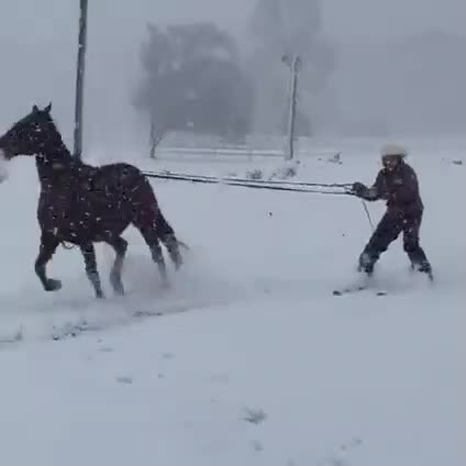 Man Skies On Snow While Being Pulled By a Horse