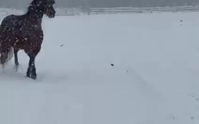 Man Skies On Snow While Being Pulled By a Horse - Animals - Videotime.com