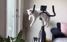Adorable Cat Sleeps on Cycling Machine