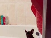 Dog Makes Hilarious Sound to Talk to Owner