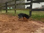 Dog Digs Ground to Herd Water Into Barn