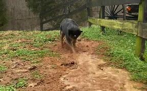 Dog Digs Ground to Herd Water Into Barn