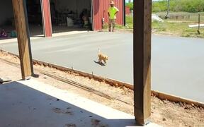 Cat Walks Through Wet Concrete on Pathway - Animals - Videotime.com