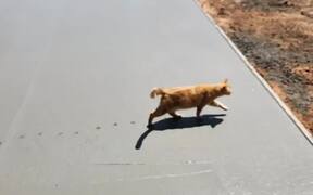 Cat Walks Through Wet Concrete on Pathway