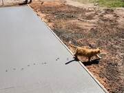 Cat Walks Through Wet Concrete on Pathway