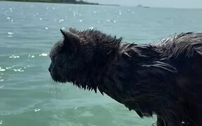 Owner Takes Cat Out For Swim