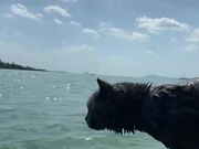 Owner Takes Cat Out For Swim