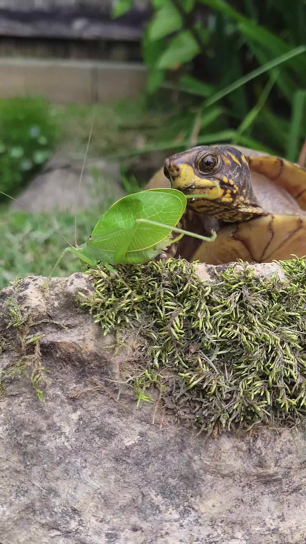 Turtle Slips and Falls Into Pond