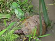 Turtle Slips and Falls Into Pond