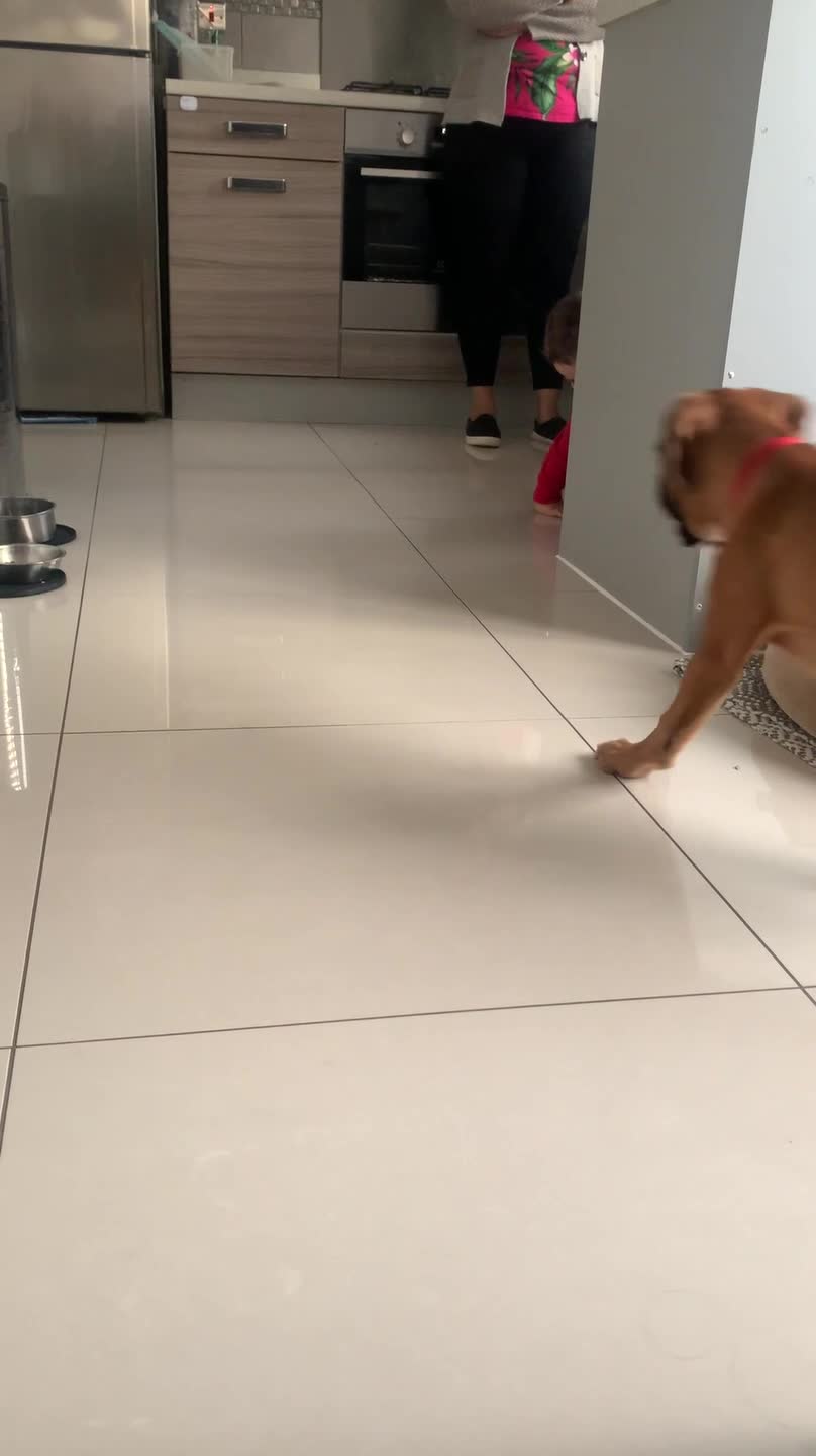 Cute Boxer Puppy Plays a Fun Game of Hide and Seek