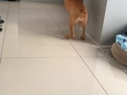 Cute Boxer Puppy Plays a Fun Game of Hide and Seek