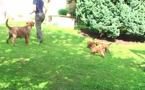 Dog Plays With Her Puppies in Backyard - Animals - Videotime.com