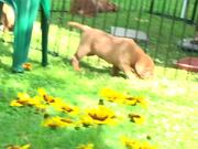 Dog Plays With Her Puppies in Backyard