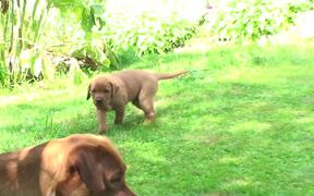 Dog Plays With Her Puppies in Backyard