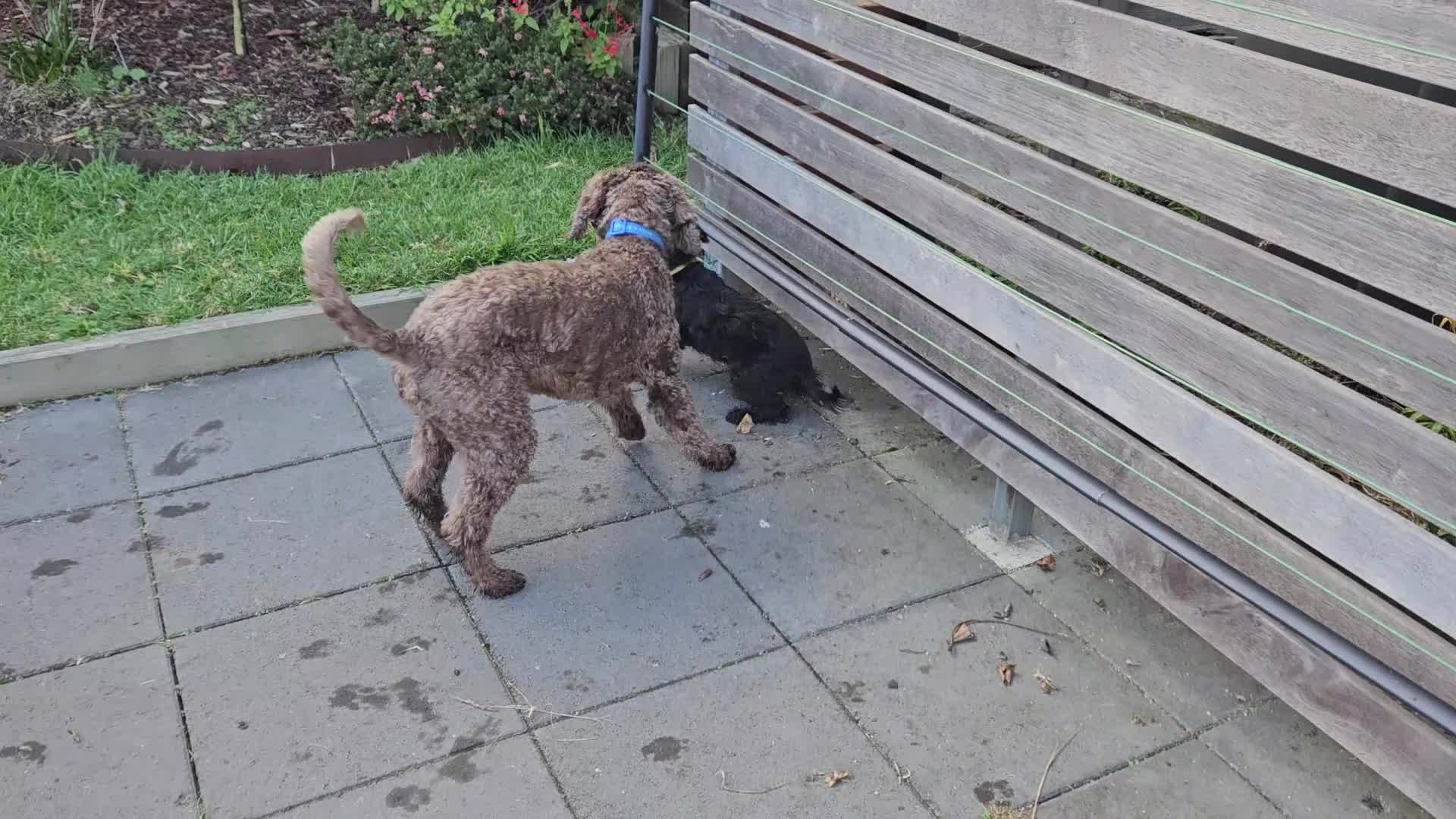 Dog and Puppy Play Around Backyard