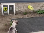 Dogs Get Scared of Grocery Bag Floating in Air
