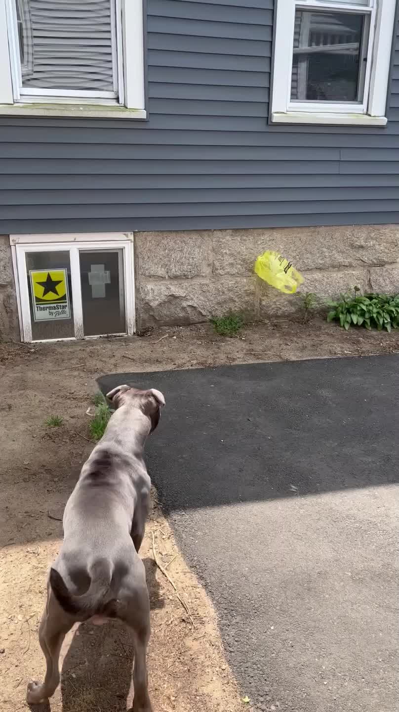 Dogs Get Scared of Grocery Bag Floating in Air